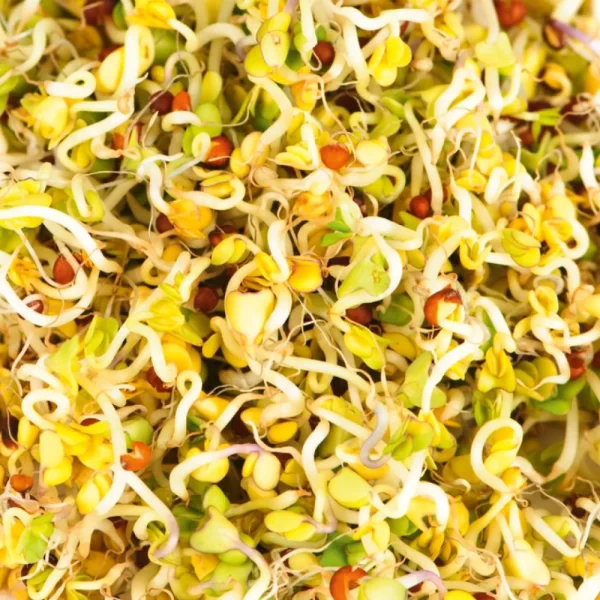 Broccoli taimevõrsete seemned
