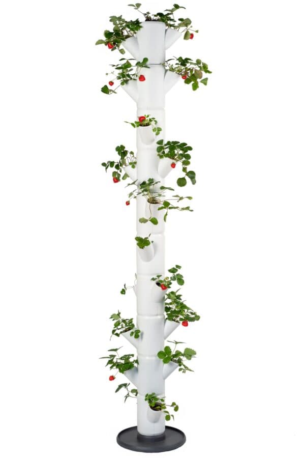 Maasikapeenar vertikaalne - Image 15