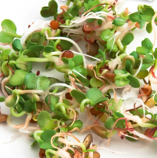 Ruccola taimevõrsete seemned